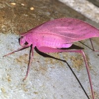 Katydid with erythrism, Costa Rica