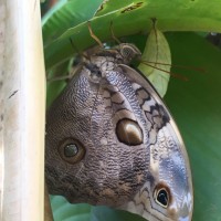 Caligo sp Costa Rica