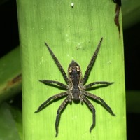 Cupiennius salei Costa Rica