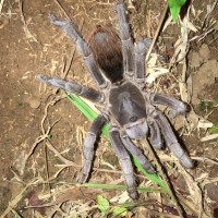 Stichoplastotis sp, Costa