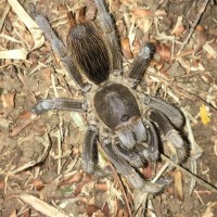 Stichoplastotis sp, Costa Rica