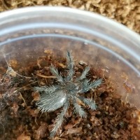 My Dolichothele diamantinensis Sling