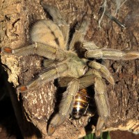 Squirt's Big Catch (♀ Psalmopoeus cambridgei 5.5")