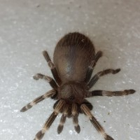 Aphonopelma seemanni