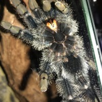 Avicularia Avicularia