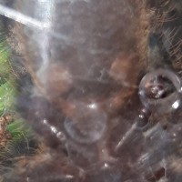 Poecilotheria ornata 1.75"