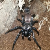 Post-molt Golden Wishbone