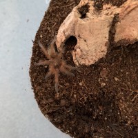 H. Pulchripes sling