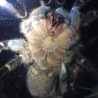 Aphonopelma seemani MM/M/F?