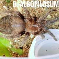 B. Albopilosum