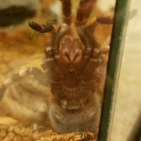 Brachypelma smithi [ventral sexing]