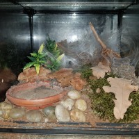 N. incei gold enclosure