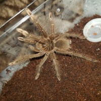 Theraphosa sp [1/2]