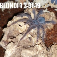 Captive Born Blondi!!!