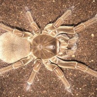 5”-5.5” Female Theraphosa stirmi