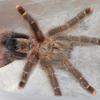 Avicularia rufa (Brazil)