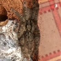 Ceratogyrus meridionalis???