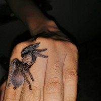 Tarantula From Philippines in Guimaras