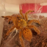 OBT