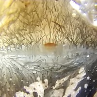 Chromatopelma cyanopubescens