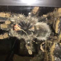 Avicularia avicularia [ventral sexing] [1/3]