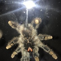 A. Avicularia. Want a girl but I don’t think it is. [2/3]