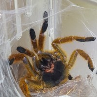 OBT