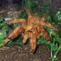 P. murinus