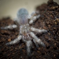 Nhandu coloratovillosus Spiderling - ~1/2"