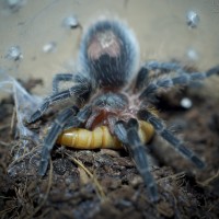 Euathlus condorito Juvenile Female - ~1"