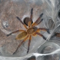 Harpactira pulchripes