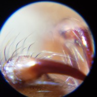 Tiny fangs with x120 magnification