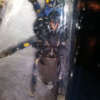 Poecilotheria metallica [ventral sexing]