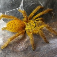 OBT