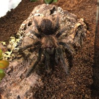 B. albo 3” female