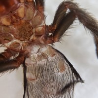 Grammostola pulchra [molt sexing] [2/2]