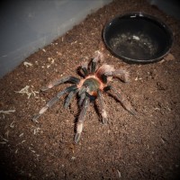 Sericopelma sp. 'Santa Catalina'