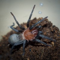 Bumba cabocla Female - ~1.25"