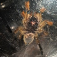 Harpactira pulchripes