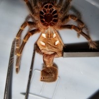 Grammostola pulchripes [molt sexing] [1/2]