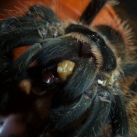 Happy tarantula