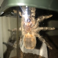 Grammostola pulchripes [ventral sexing] [1/2]