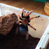 Brachypelma boehmei