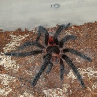 Grammostola Iheringi