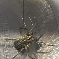 Cool looking spider but I don’t know what he is.