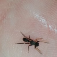 Ant mimic jumping spider 1