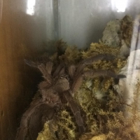 Need help identifying this chilobrachys sp