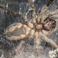 Hapalopus sp. Columbia (Pumpkin Patch)