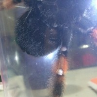 Brachypelma emilia