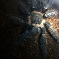 Freshly molted